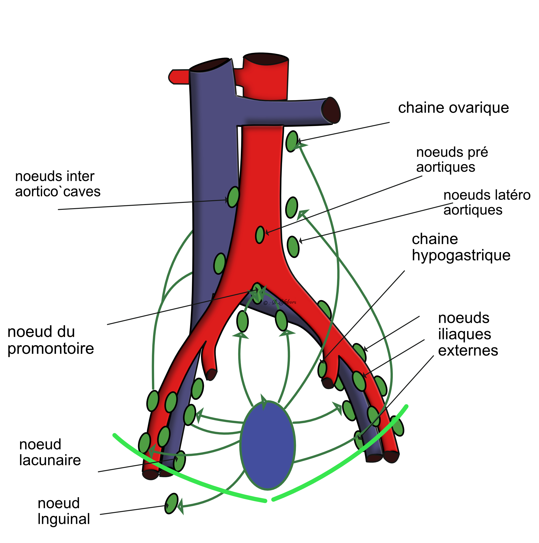 voies  lymphatiques proximales