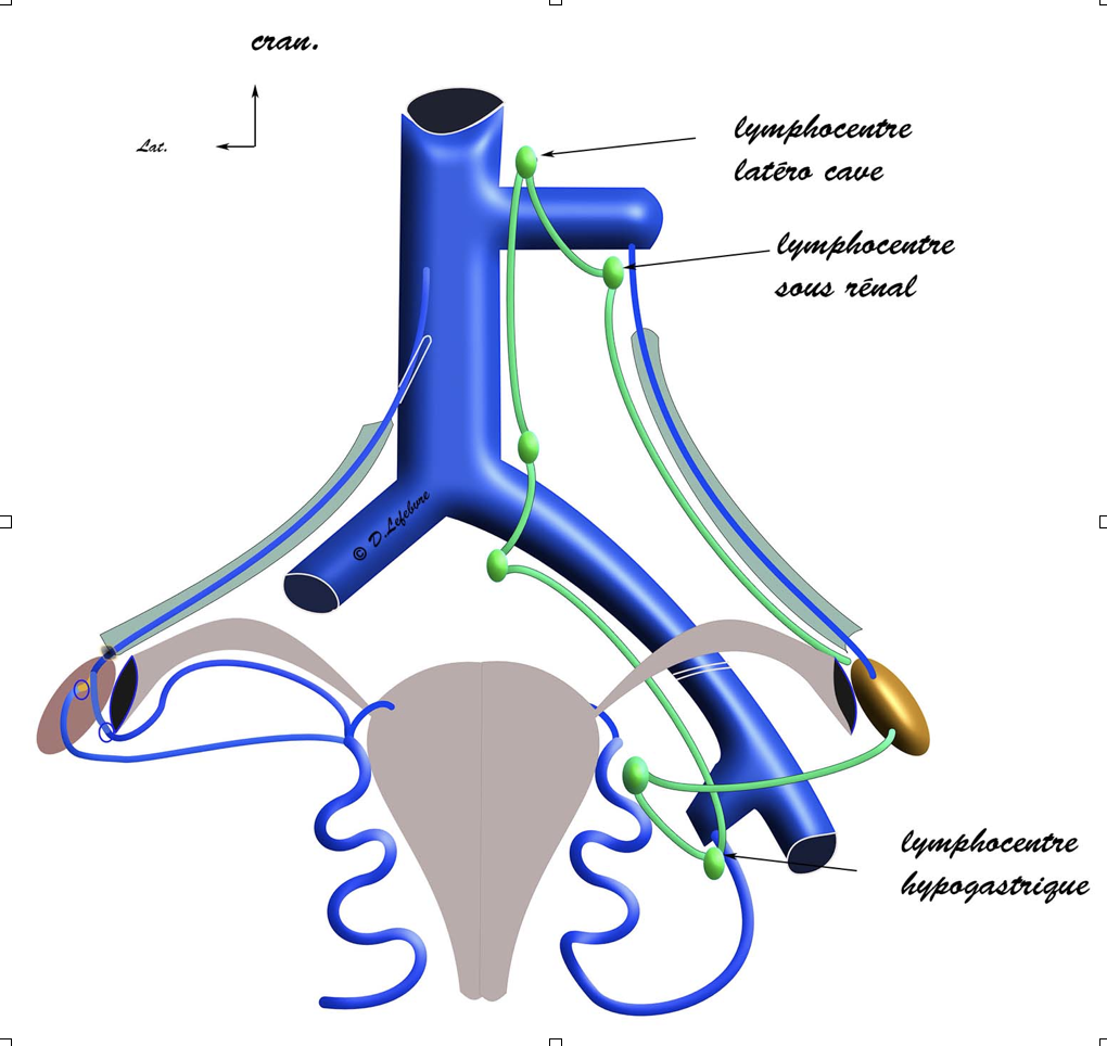 slymphatiques de l'ovaire