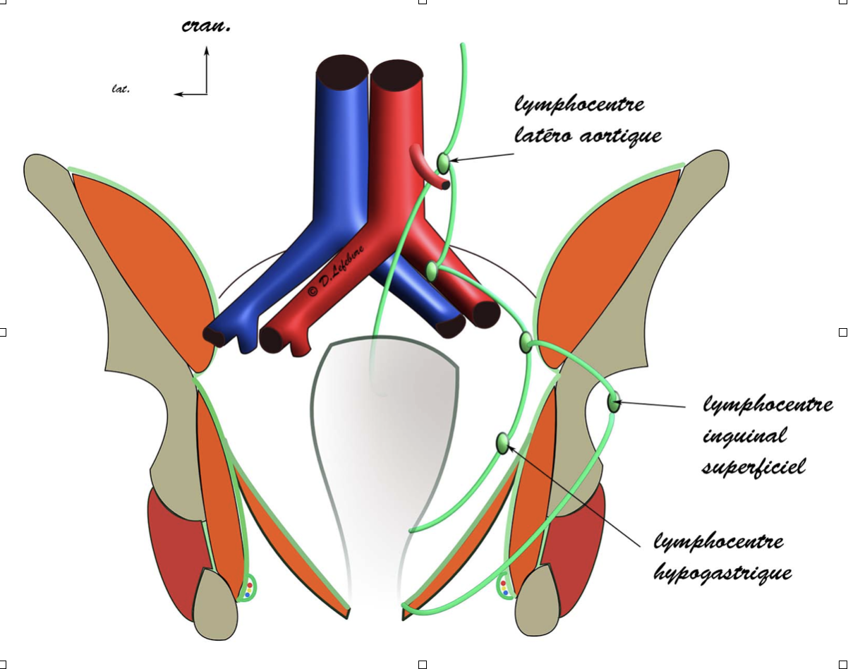 voies  lymphatiques du rectum