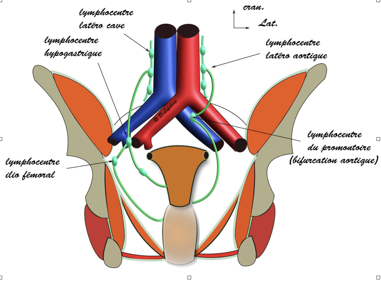 lymphatiques utérins