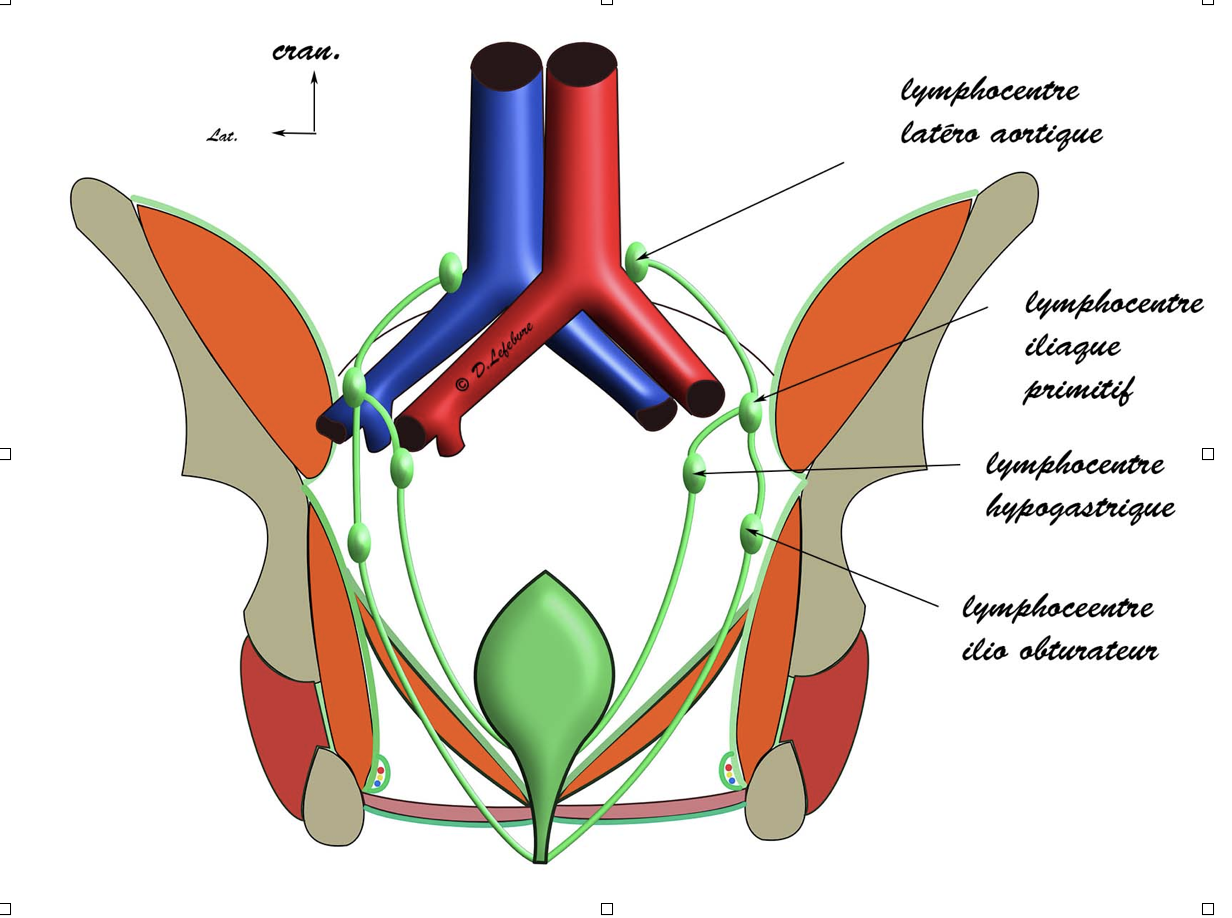 lymphatiques de la vessie