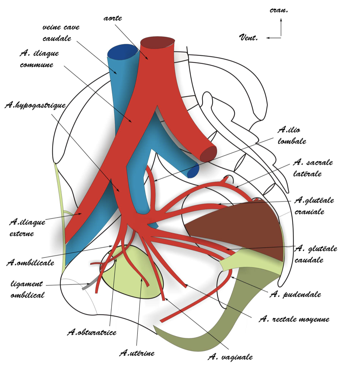 schéma global des artères pelviennes