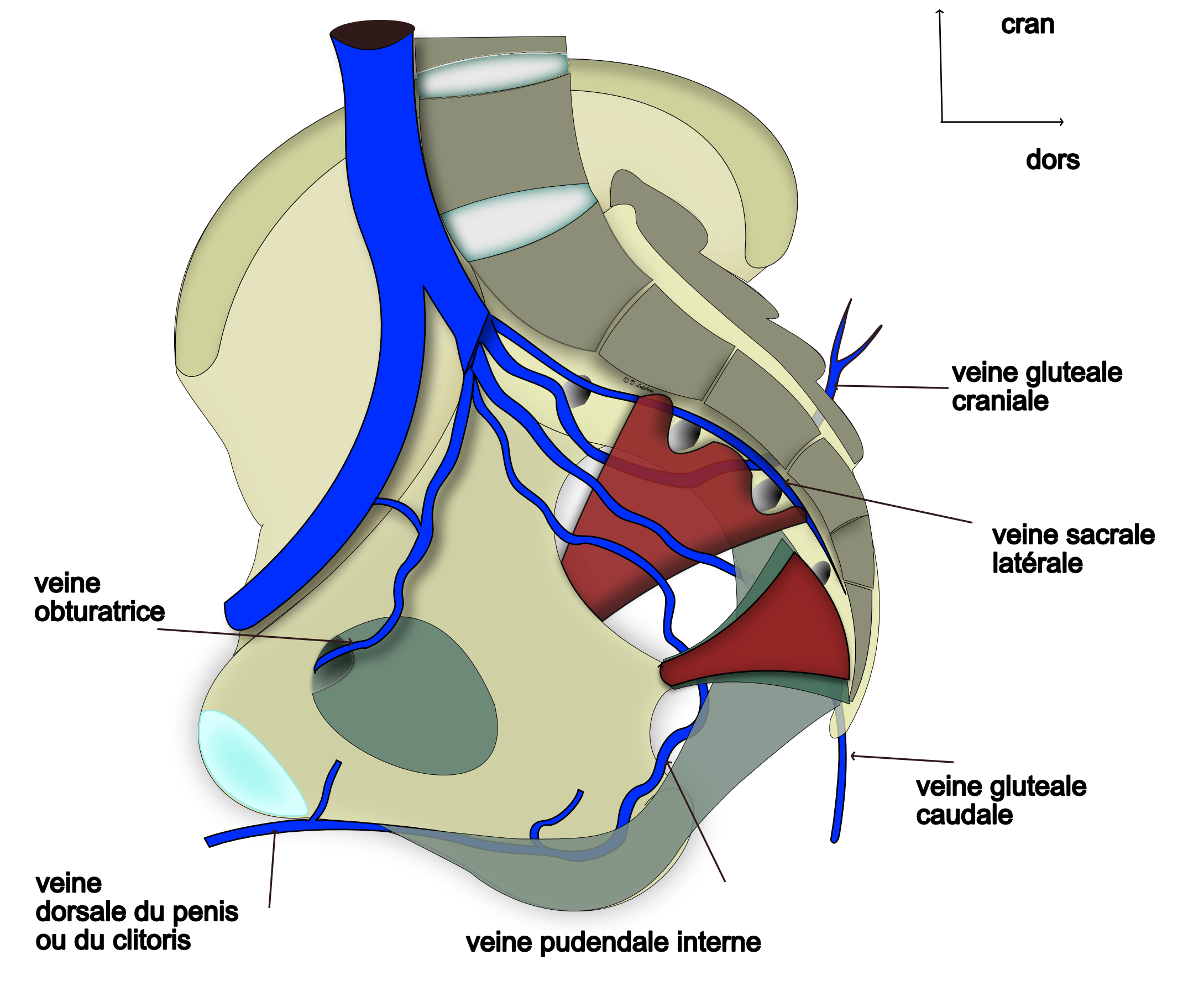 veines uterines