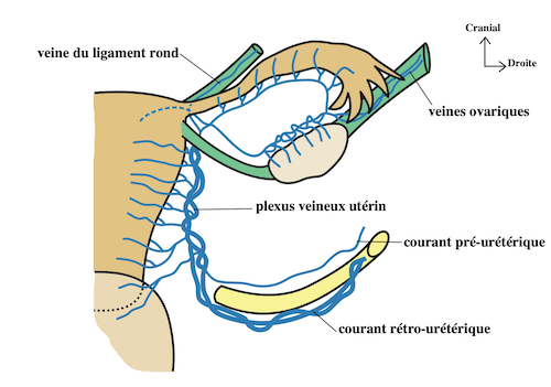 veines uterines