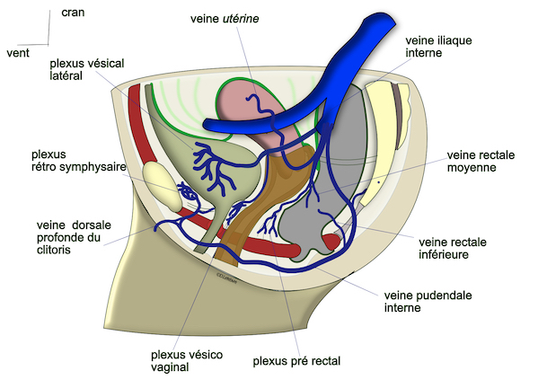 veines viscérales