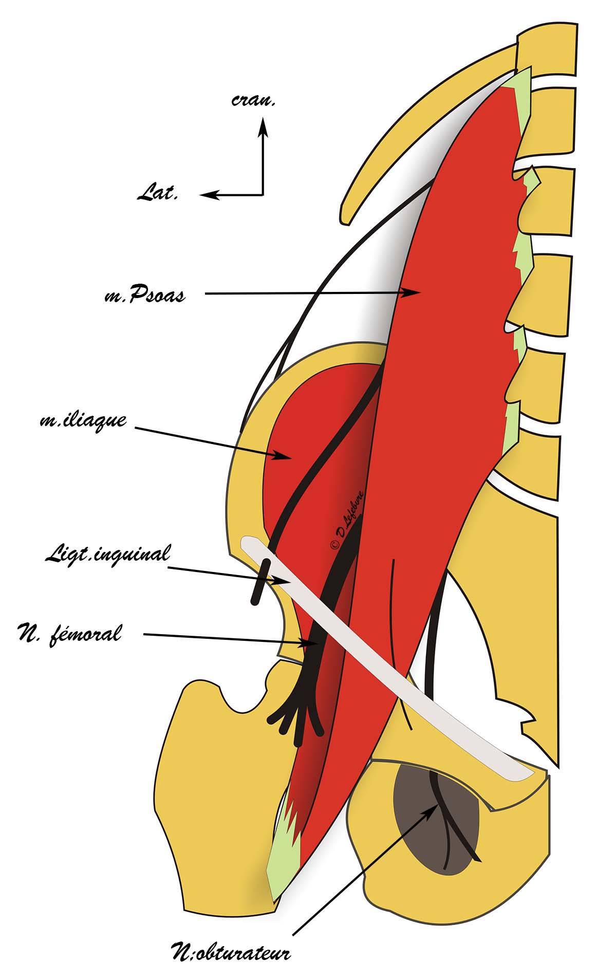 muscle cilio psoas