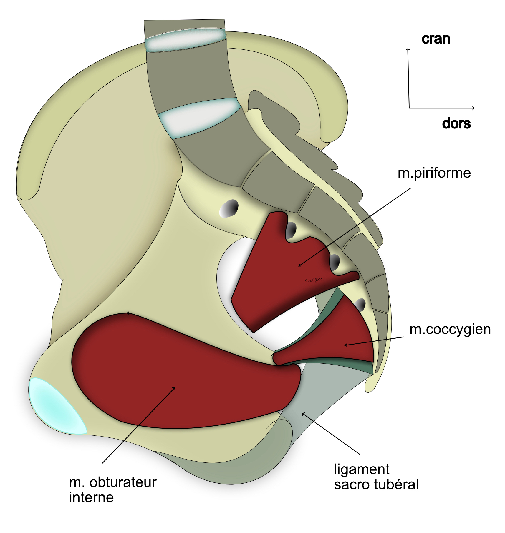 muscles de la paroi