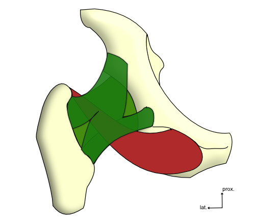 muscle obturateur externe