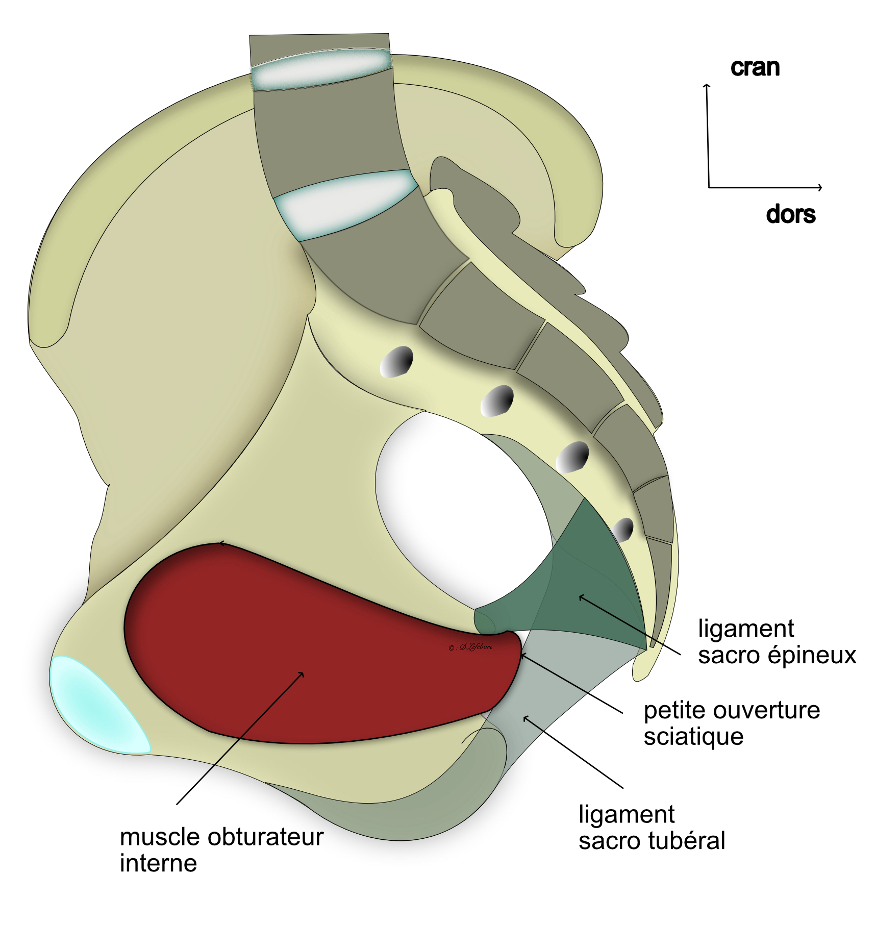 muscle obturateur interne