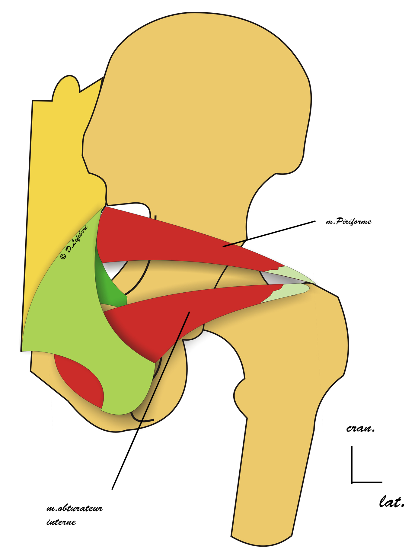muscle piriformeet obturateur interne