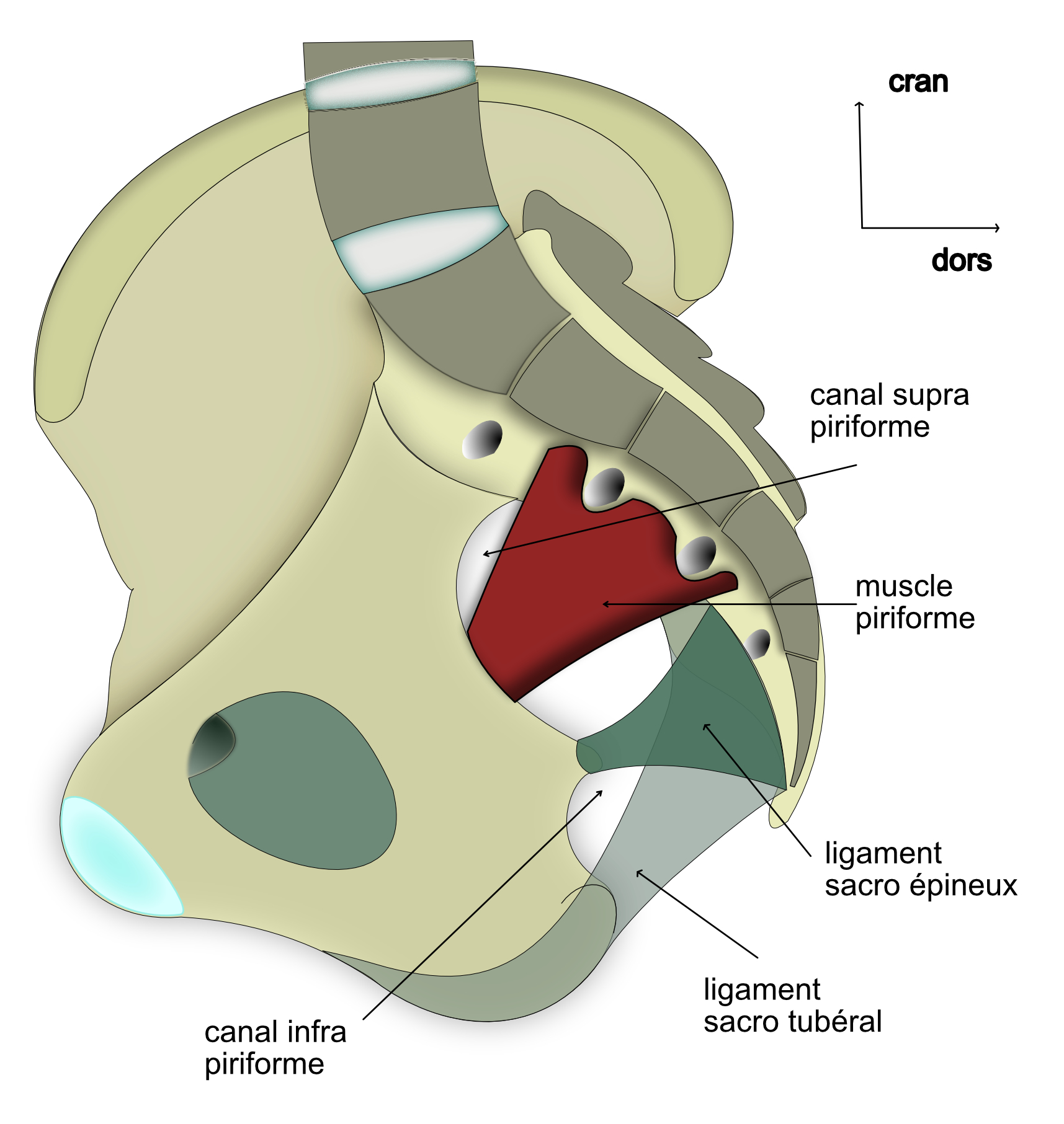 muscle piriforme