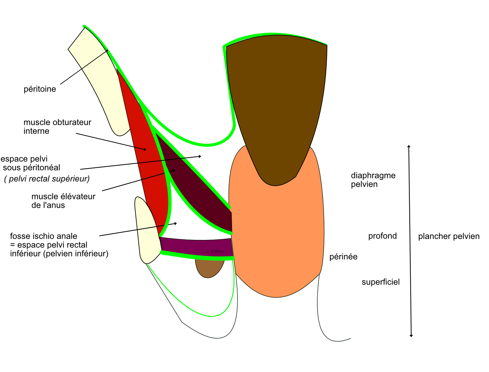 subdivision du pelvis