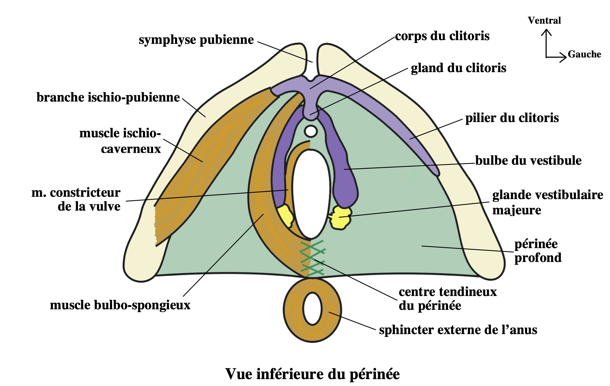 la fosse ischio anale