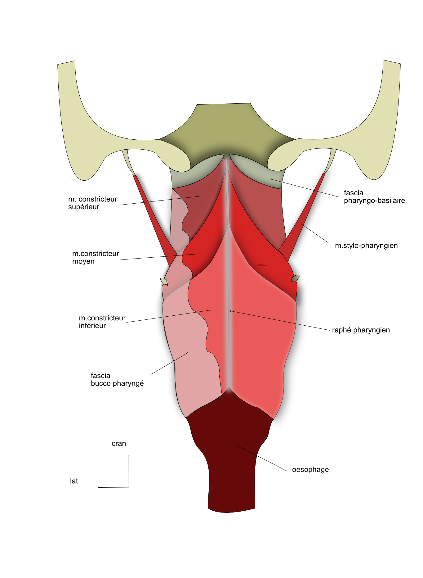  muscles du pharynx