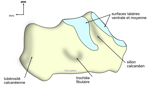 tcalcaneus vue latérale 