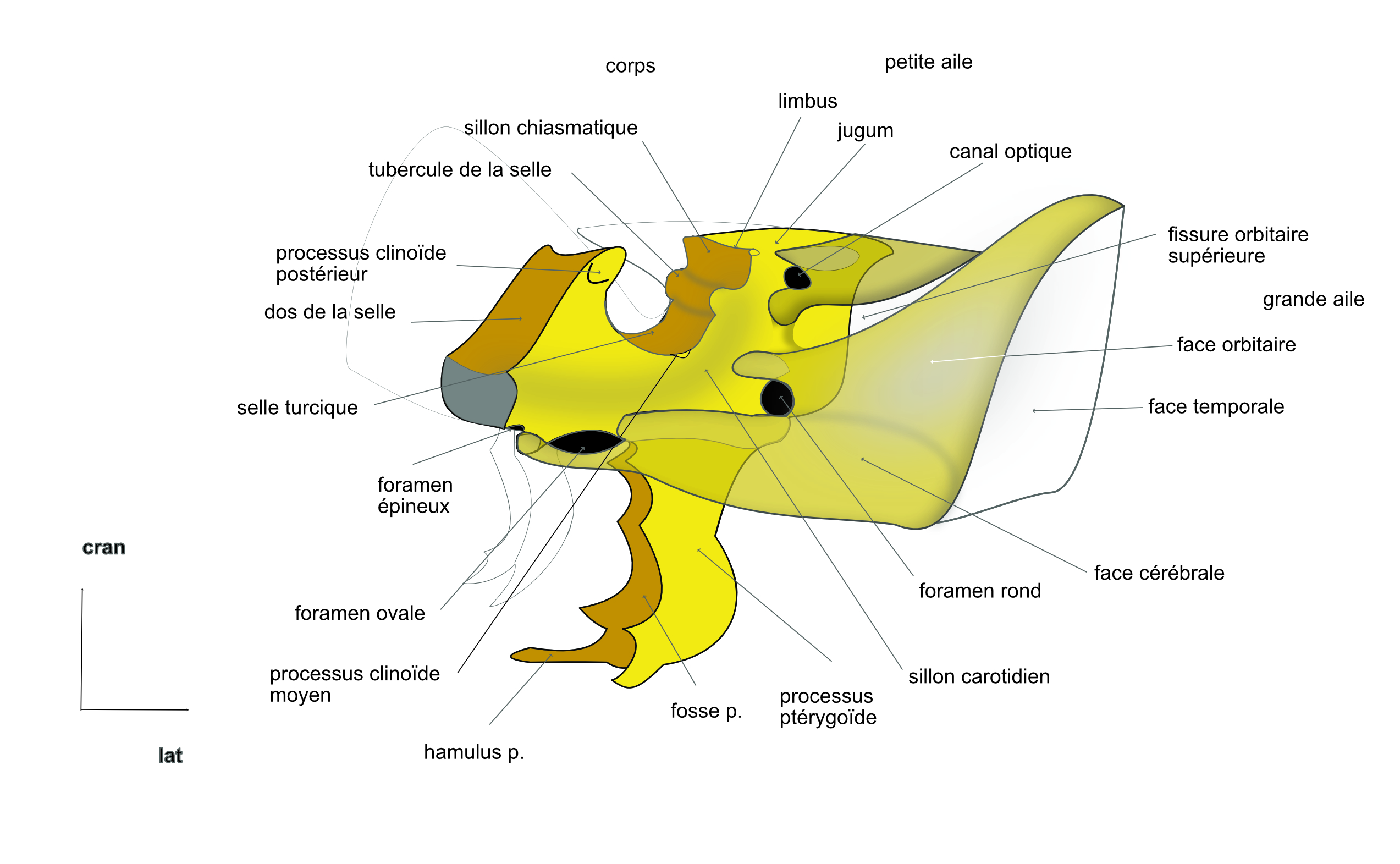  os sphénoïde