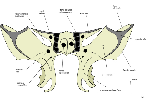 sphenoïde de face