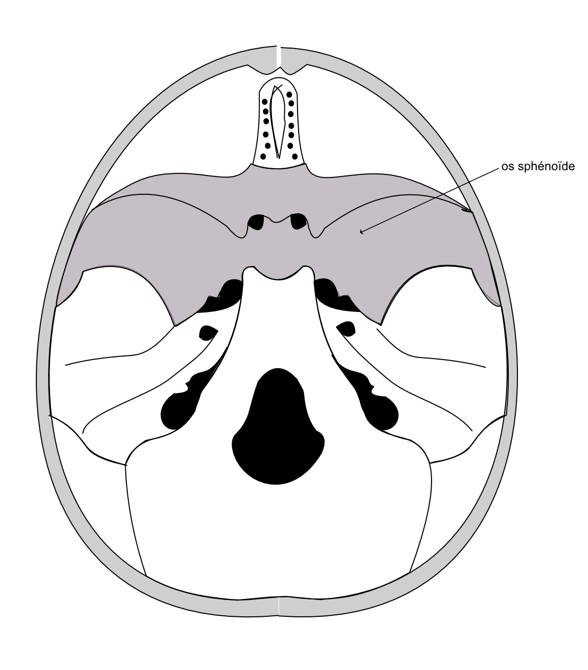  situation du sphénoïde 