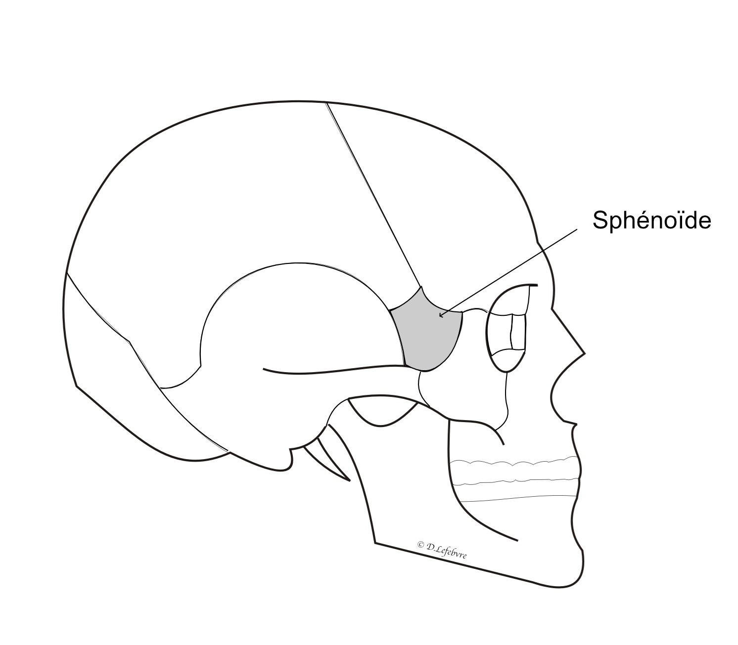  situation deu sphénoïde 