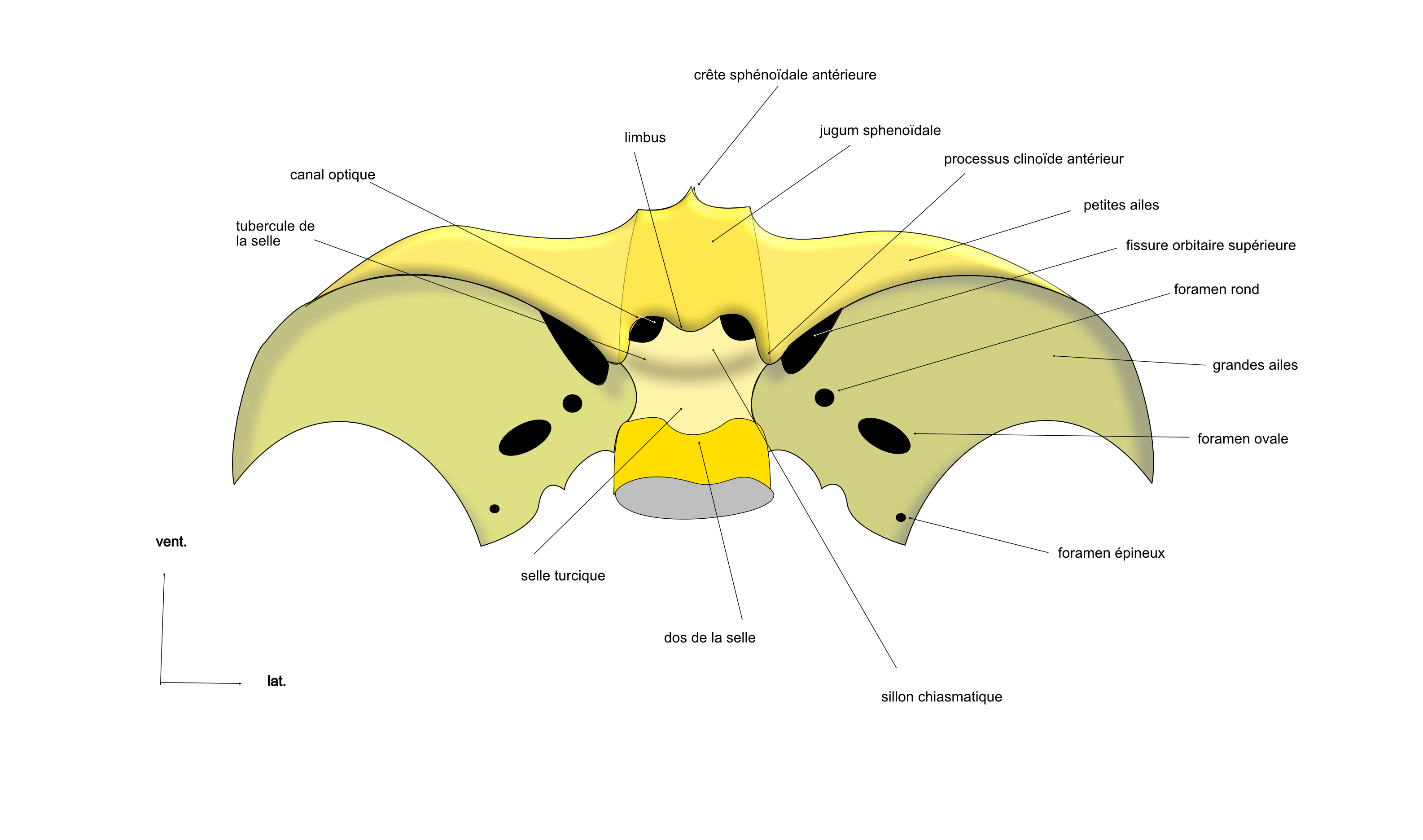  os sphénoïde vue supérieure