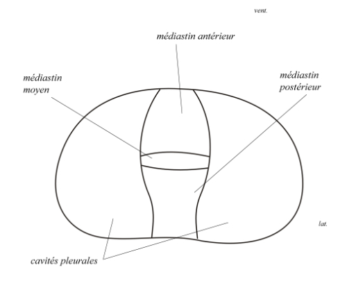  coupe transversale du thorax