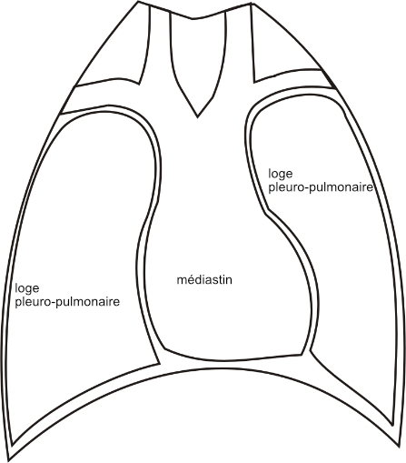  coupe frontale du thorax