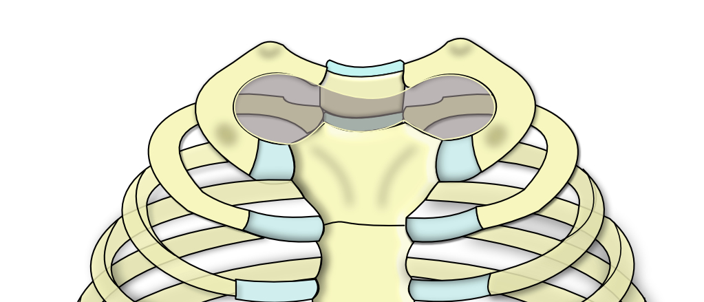  orifice cranial du thorax