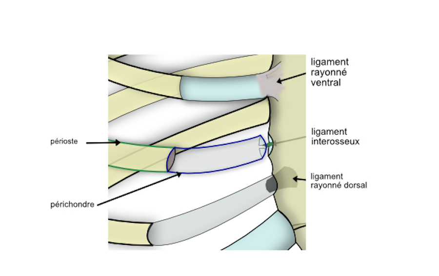 articulation chondro sternale