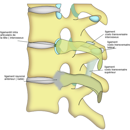 articulations costo vertébrales