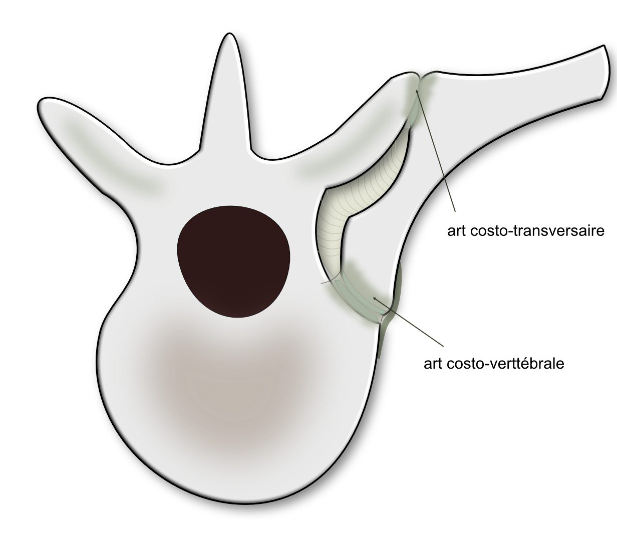 articulations costo vertébrales