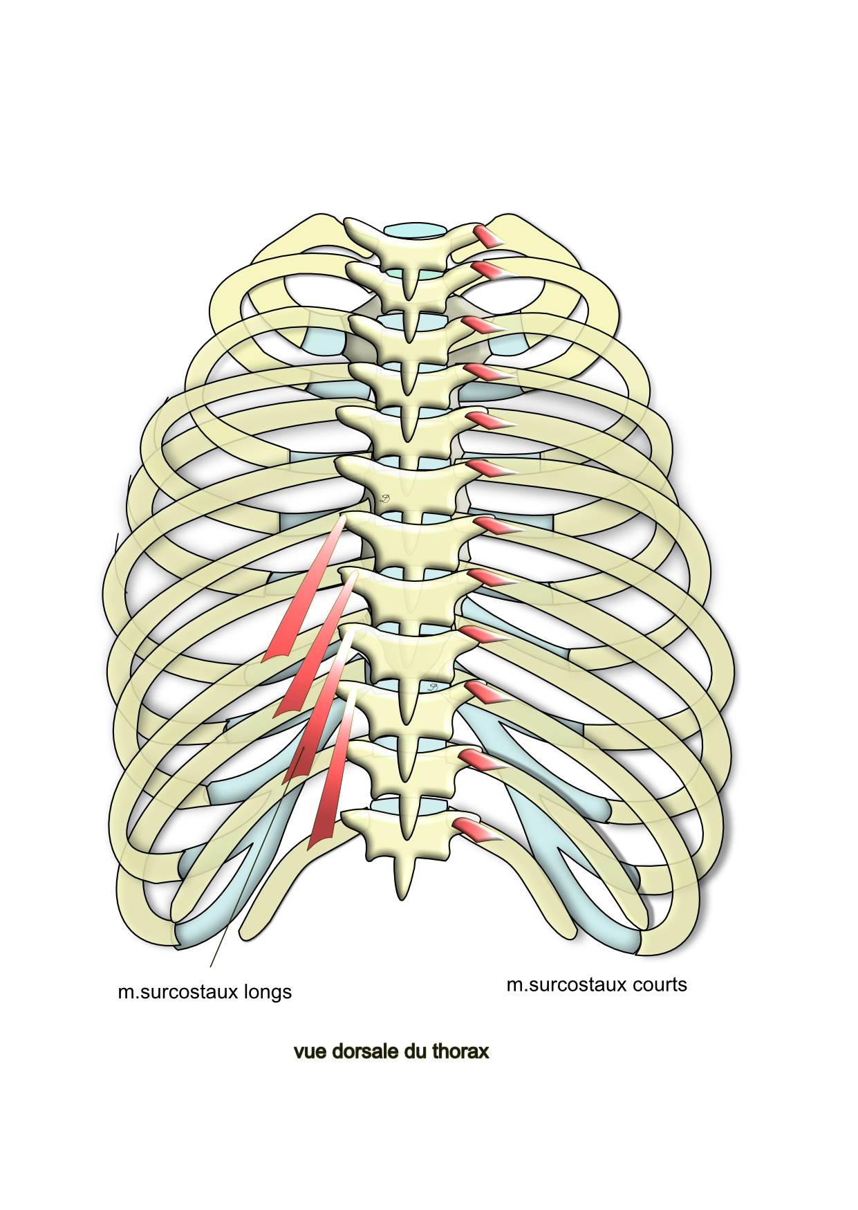 muscles surcostaux