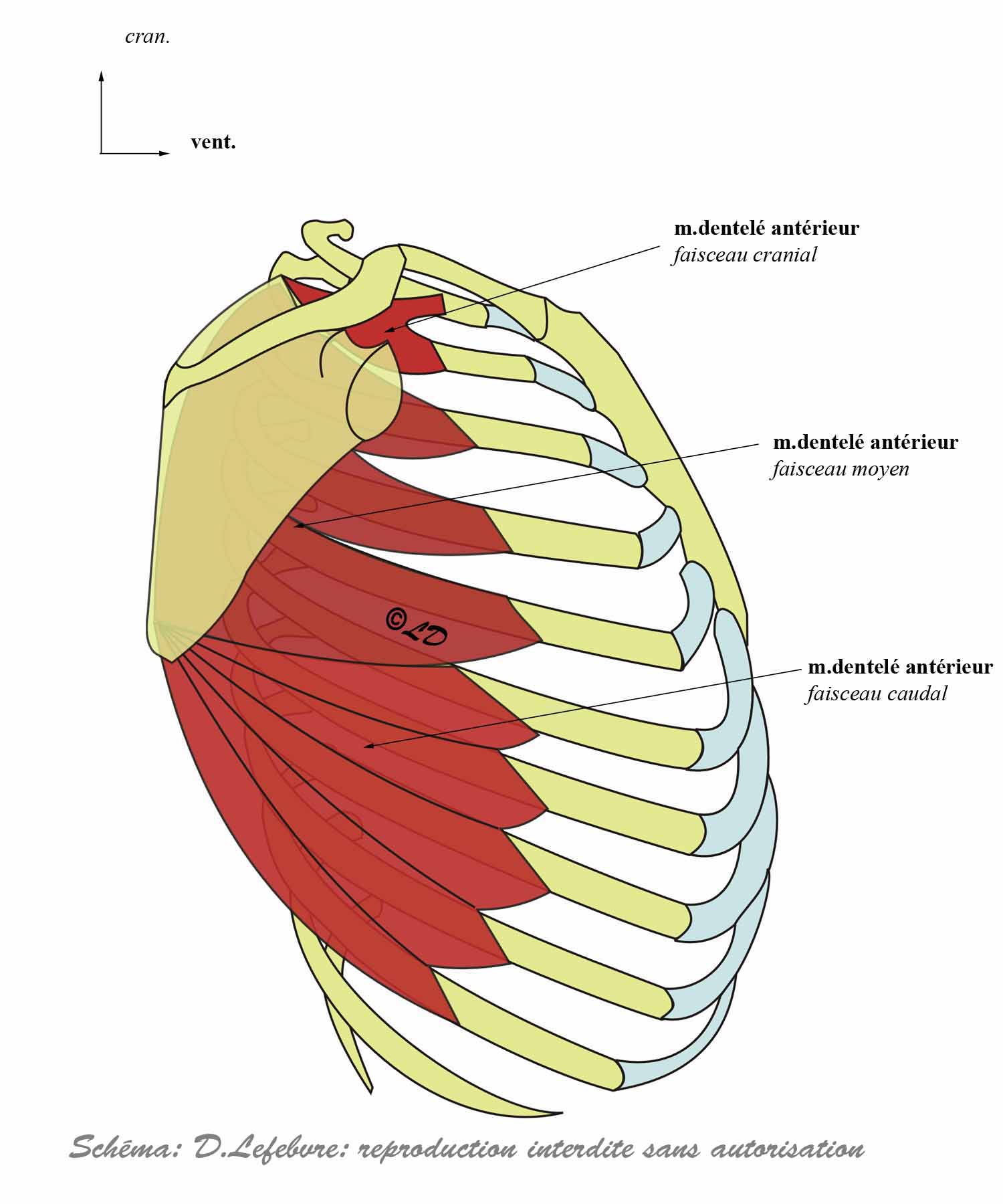 muscle dentelé antérieur