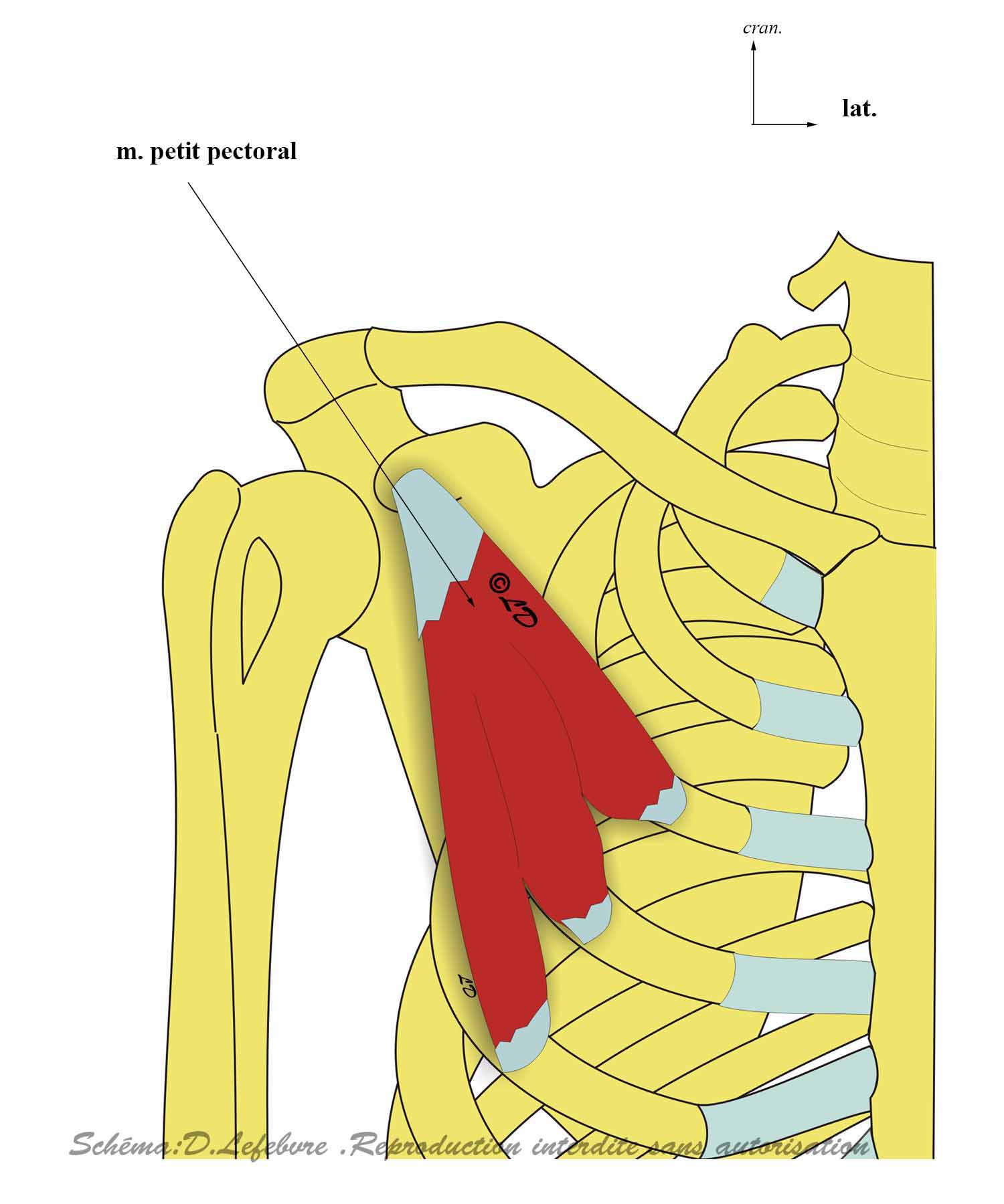 muscle petit pectoral