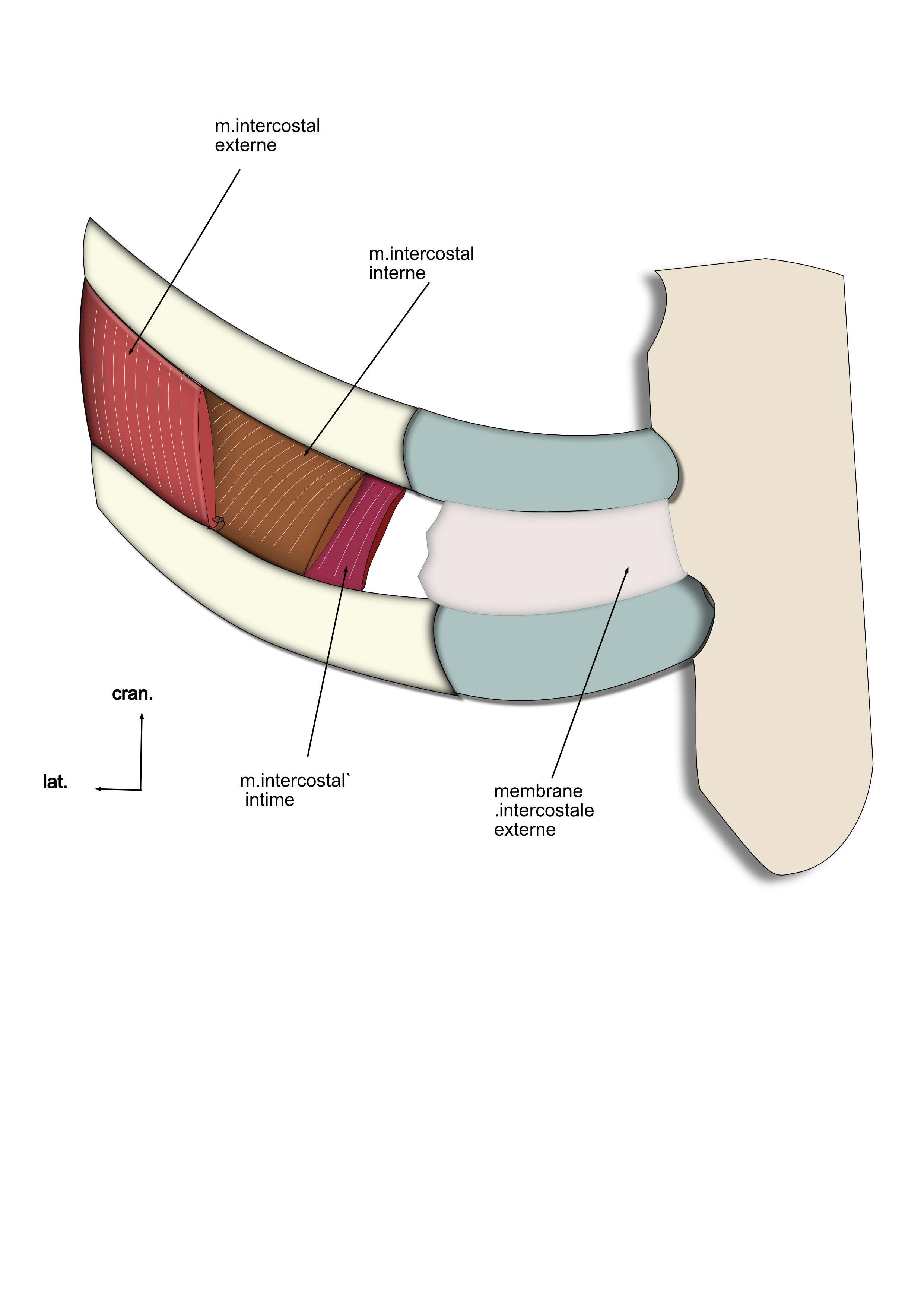 muscles intercostaux