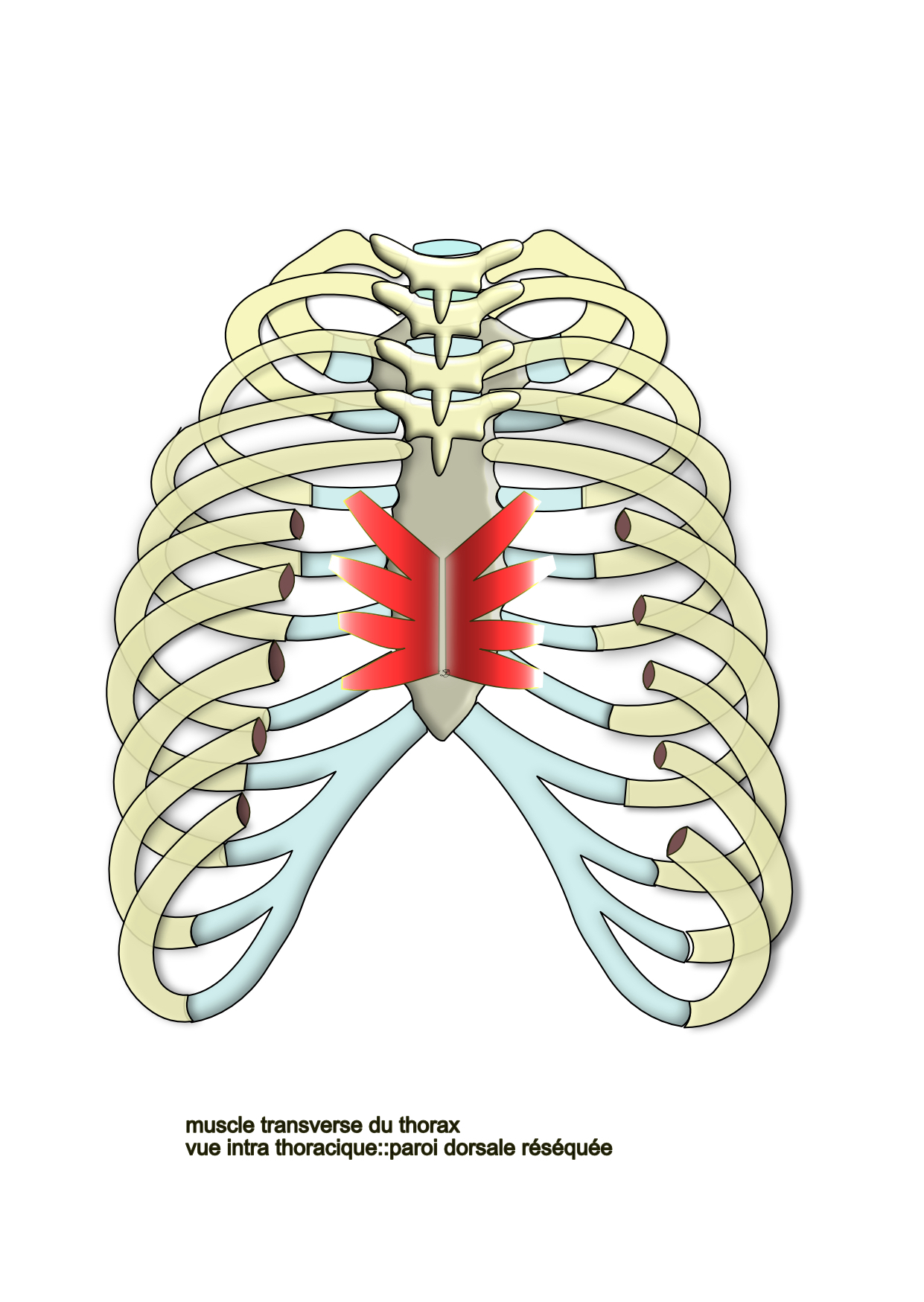 muscle transverse du thorax