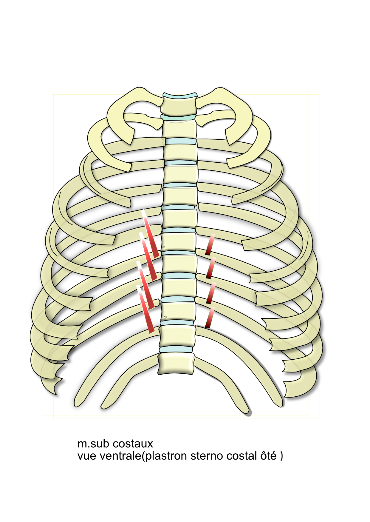 muscles subcostaux