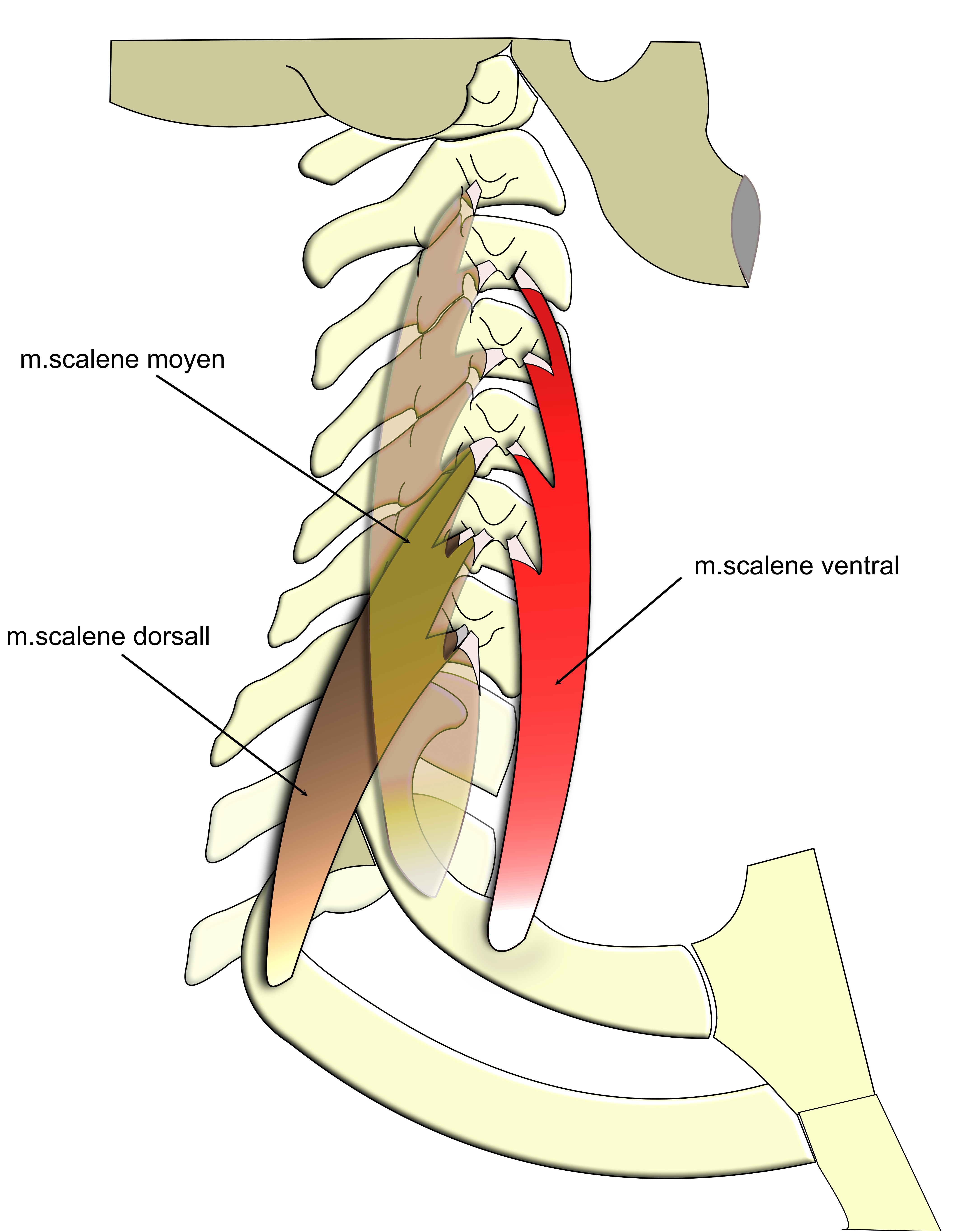 muscles scalènes