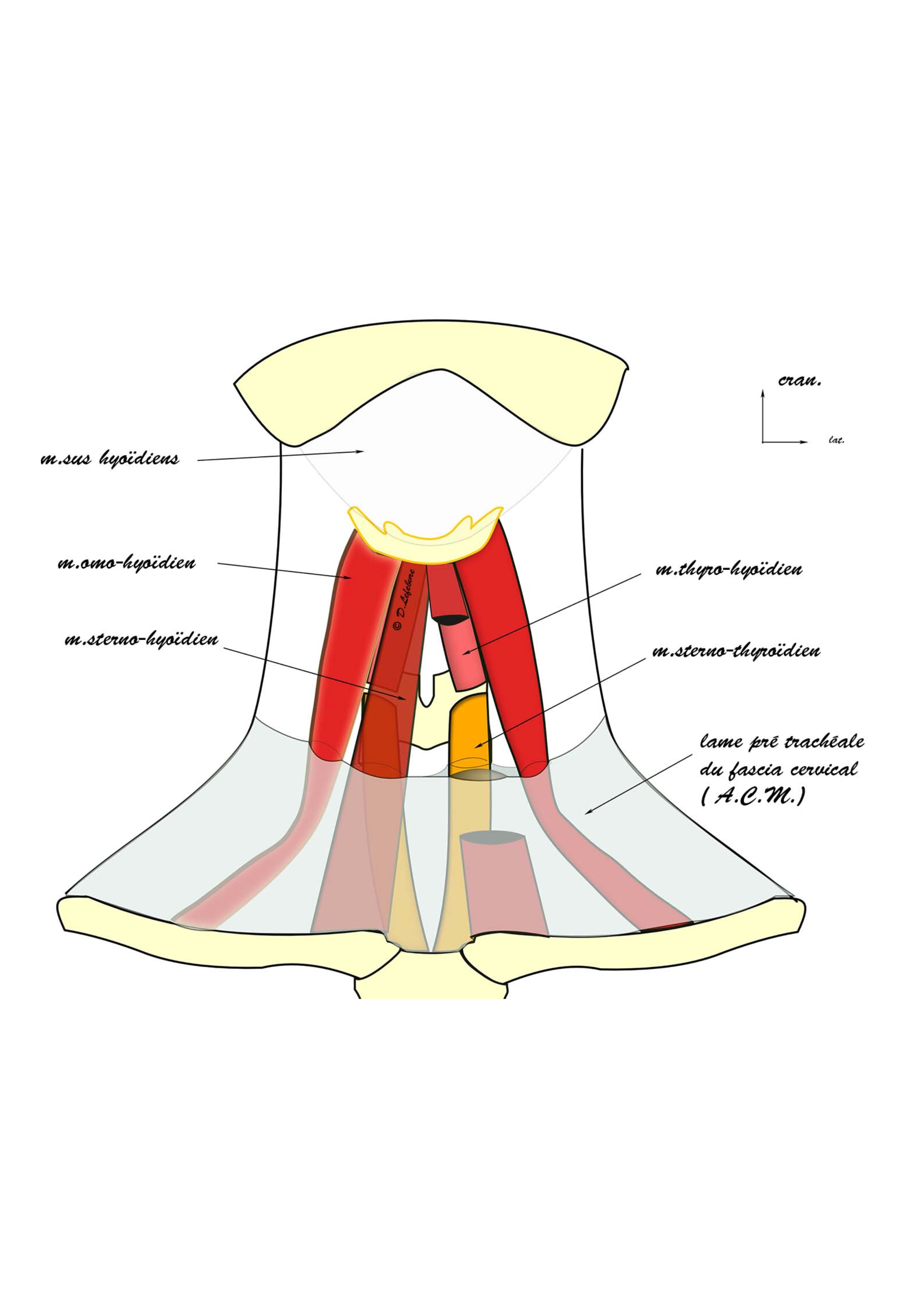 muscles sous hyoidiens