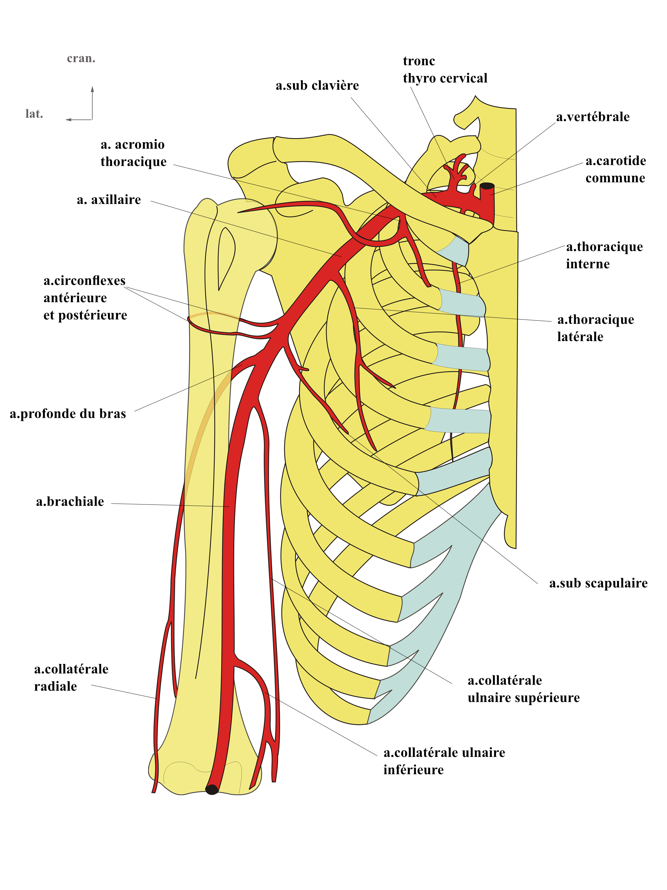 artère thoracique latérale
