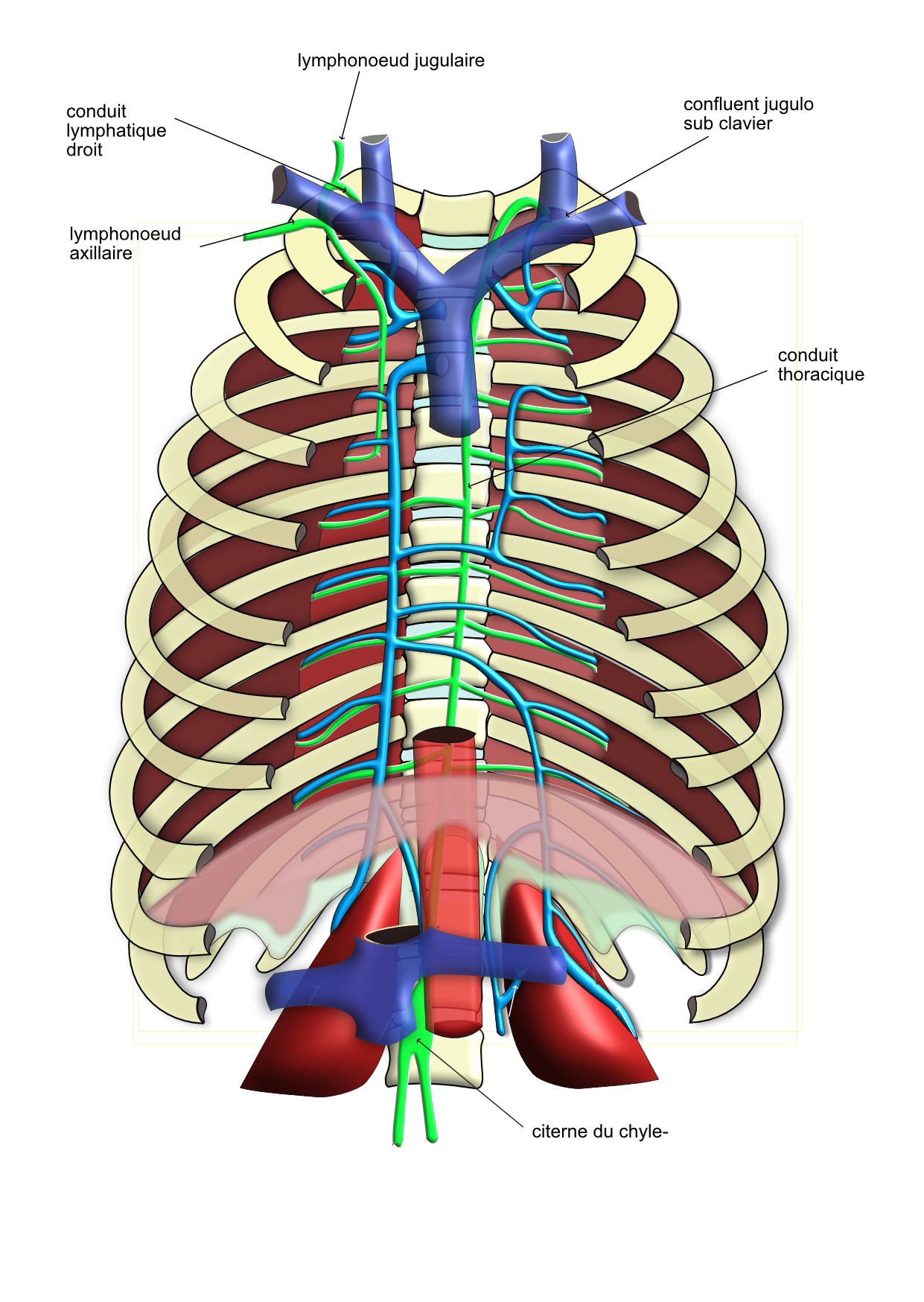 collecteurs lymphatiques thoraciques