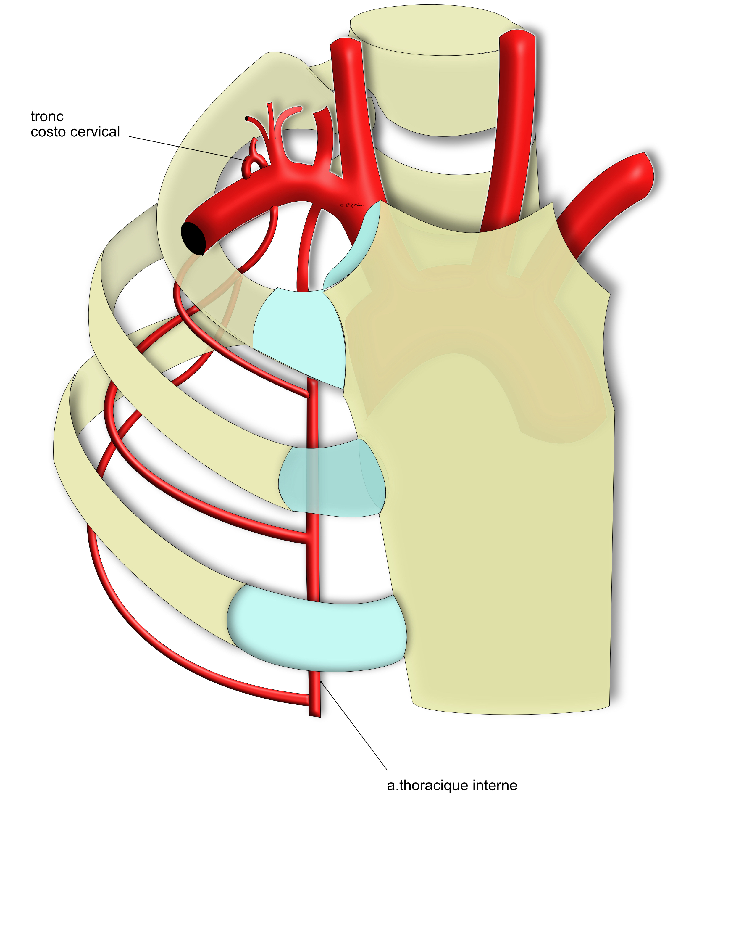 dtronc costo cervical