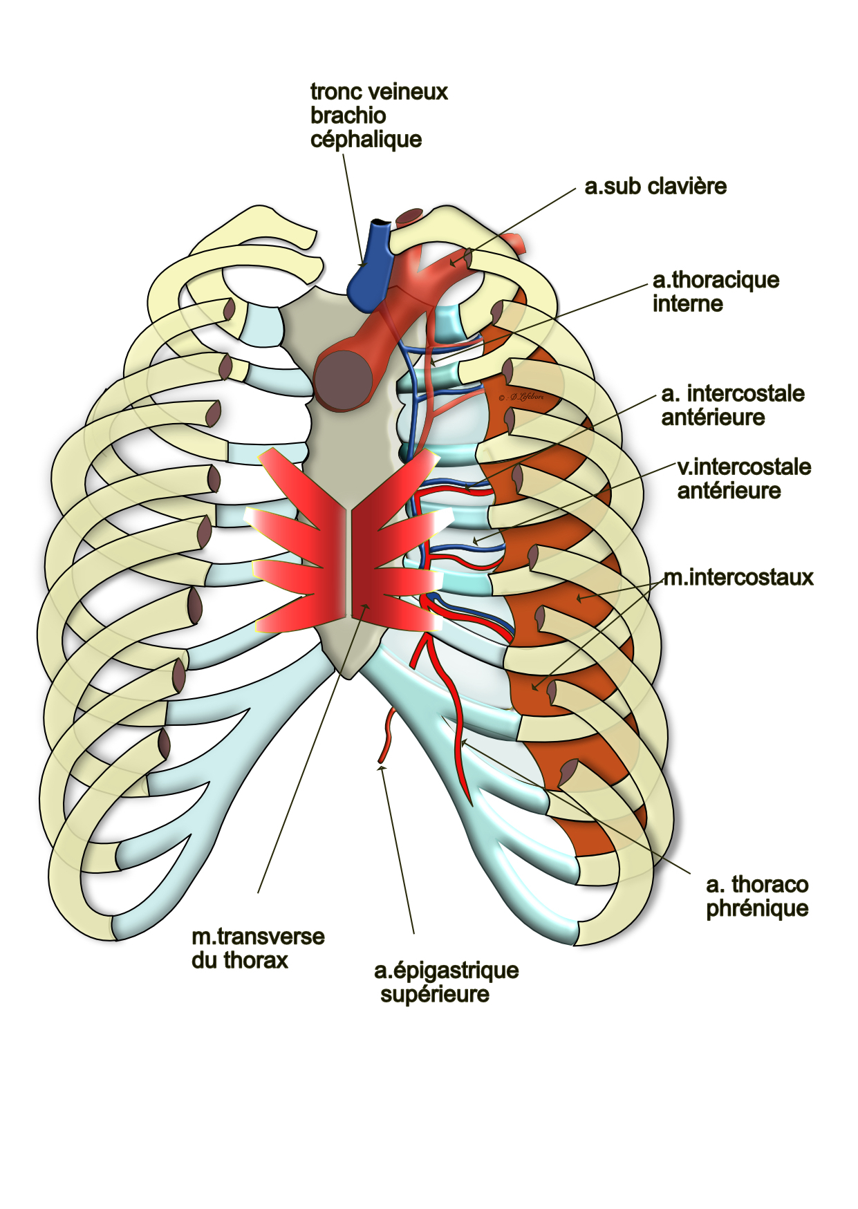 artère mamaire interne