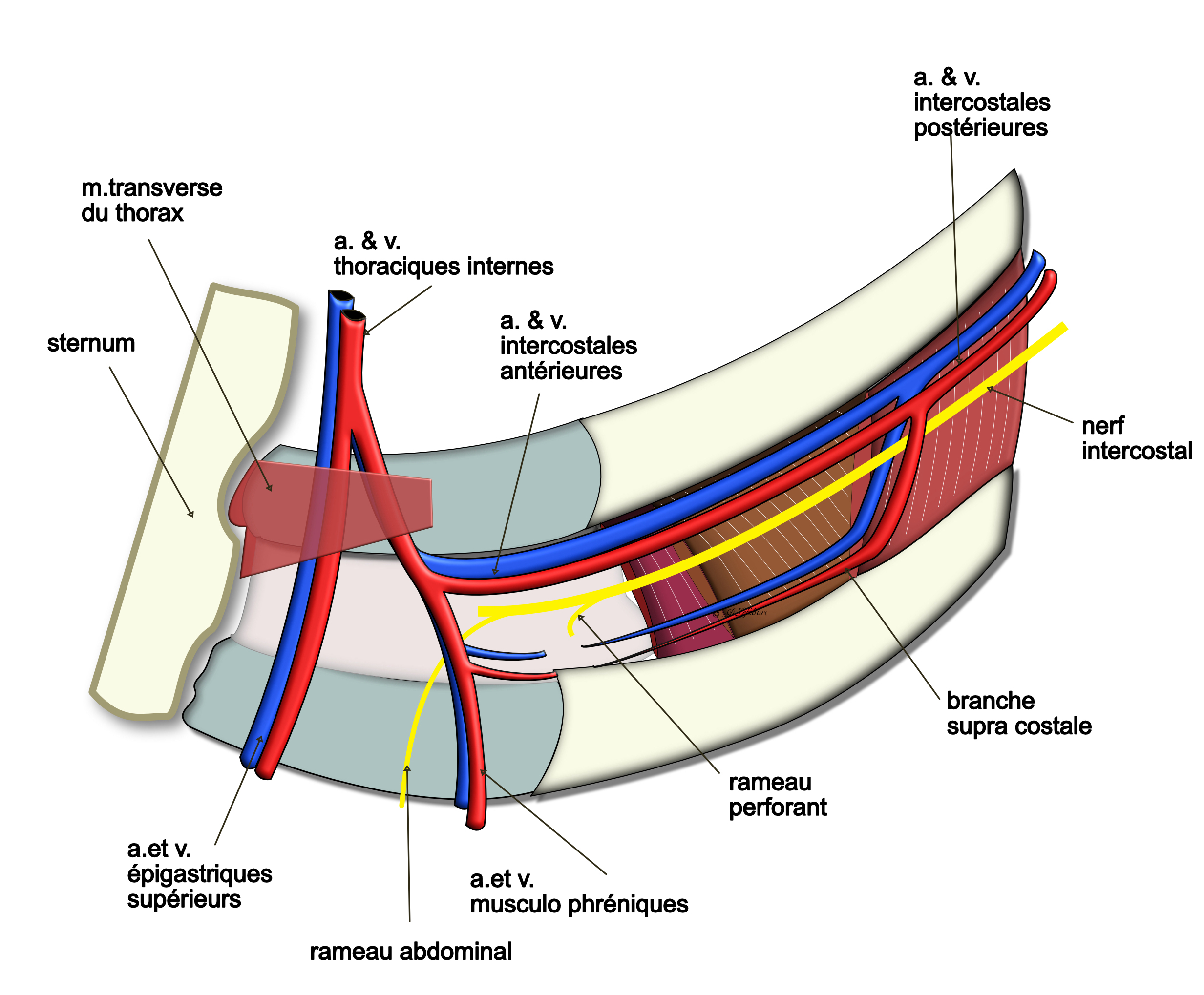 pédicule intercostal