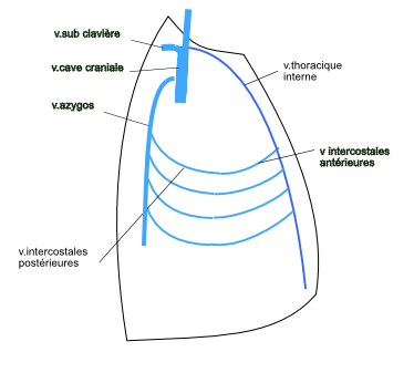 organisation génbérale des veines intercostales