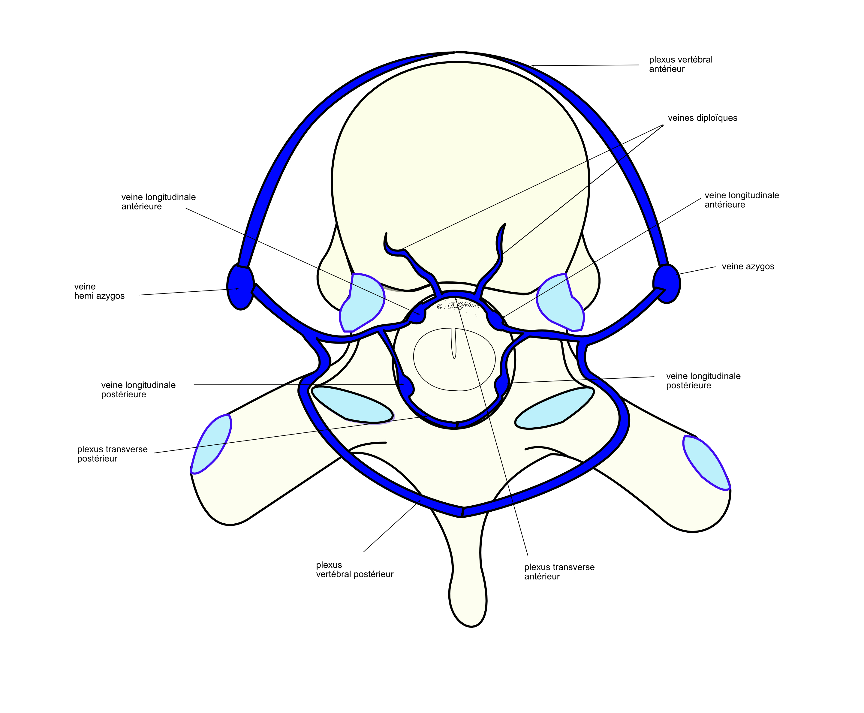 plexus veineux péri vertébraux