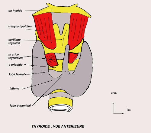 glande thyroide de face