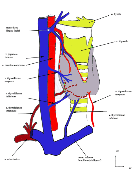 glande thyroide de face