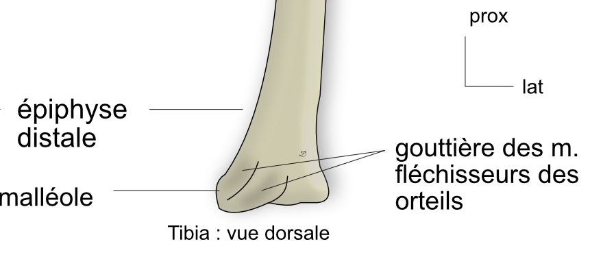  vue dorsale de l'épiphyse distale