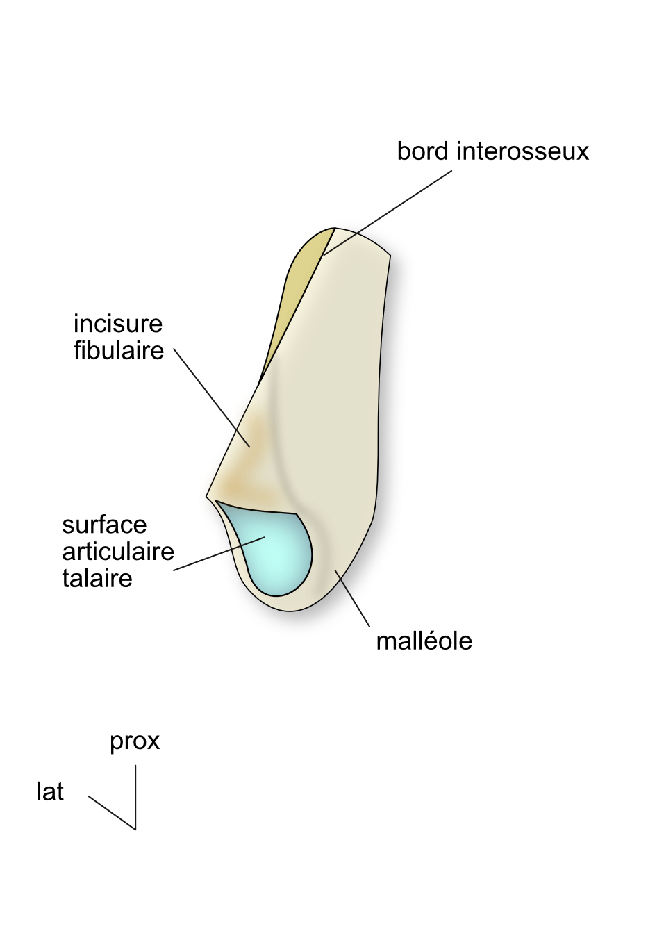  vue dorsale de l'épiphyse distale