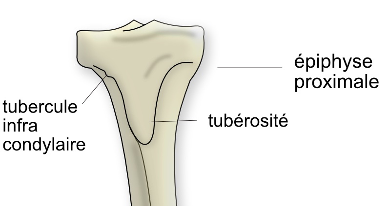  vue ventrale de l'épiphyse proximale